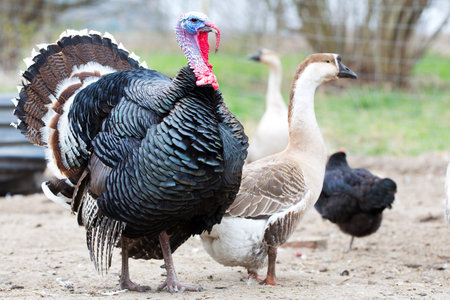 Turkey on the farmの写真素材