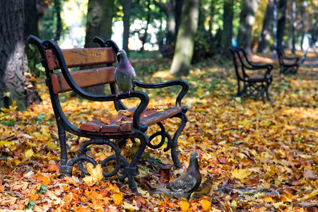 Pigeons in the parkの写真素材