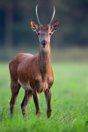 Red deer in the wild in the forestの写真素材