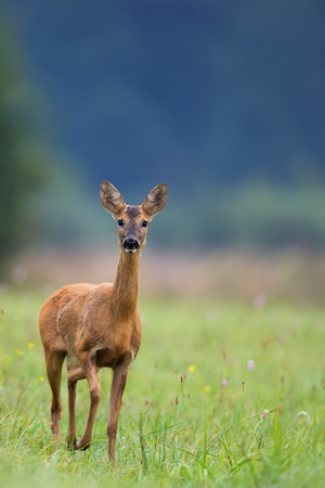 Roe-deer in the wild in a clearingの写真素材