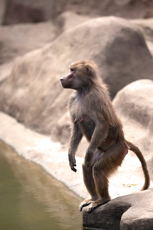 Monkey in the wildの写真素材