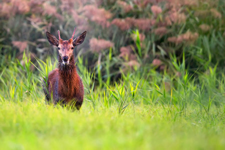 Red deer in the forestの写真素材