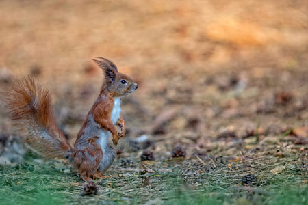 Red squirrel in the wild