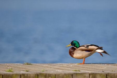 Duck in the wildの写真素材