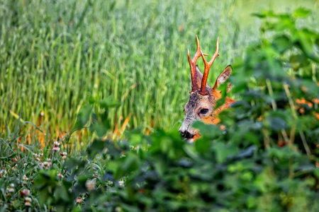 Buck deer in the forestの写真素材
