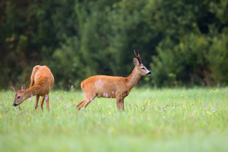Buck deer with roedeer in a clearingの写真素材