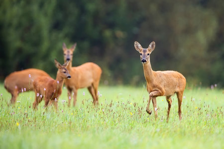 Roe-deer with family in the wildの写真素材