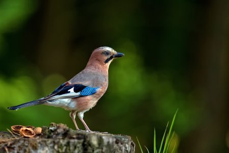 Jay in the forestの写真素材