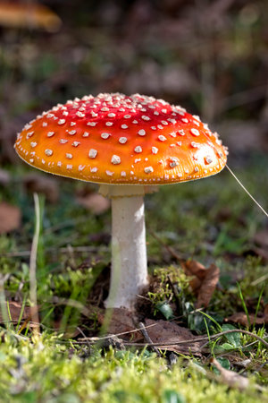 Amanita muscaria in the forestの写真素材