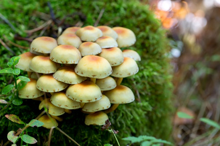 Mushrooms in the forestの写真素材
