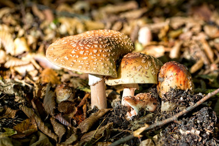 Amanita muscaria in the forestの写真素材