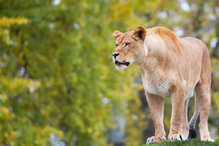 Lioness in the wildの写真素材