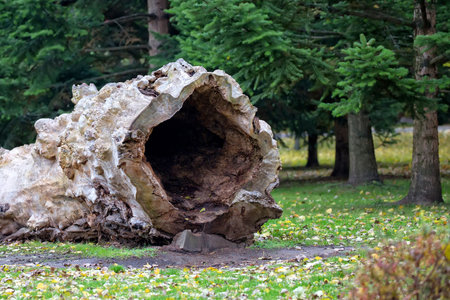 Old felled tree in the forestの写真素材