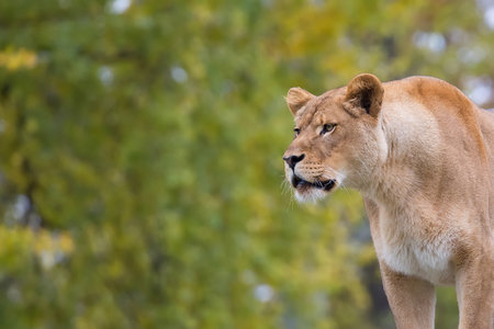 Lioness in the wild, a portraitの写真素材