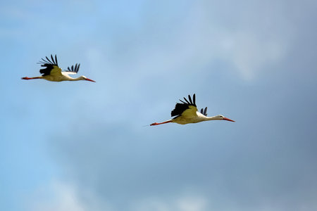 White storks in the flightの写真素材