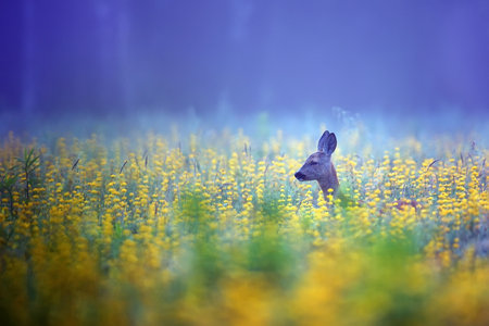 Roe-deer in the mistの写真素材