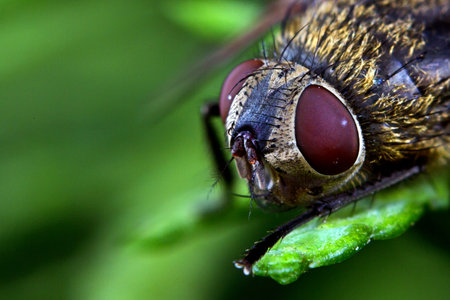 Bee, a close-upの写真素材