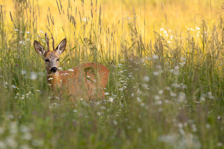 Buck deer in the wildの写真素材