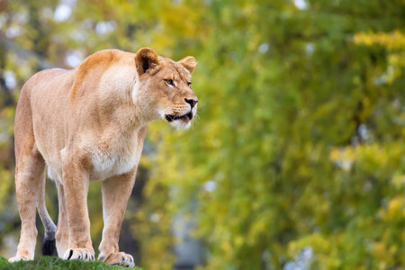 Lioness in a clearing in the wildの写真素材