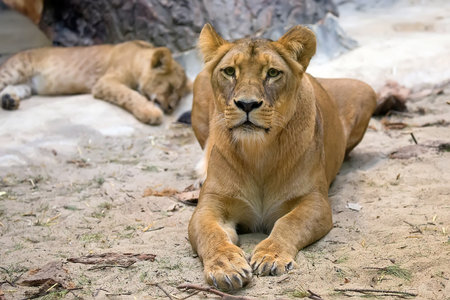 Lioness in the wild, in a clearingの写真素材