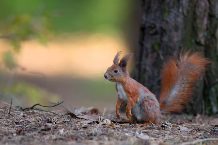 Red squirrel in the forest in the wildの写真素材