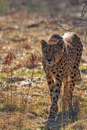 Cheetah in the wildの写真素材