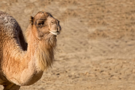 Camel in the wild, a portraitの写真素材