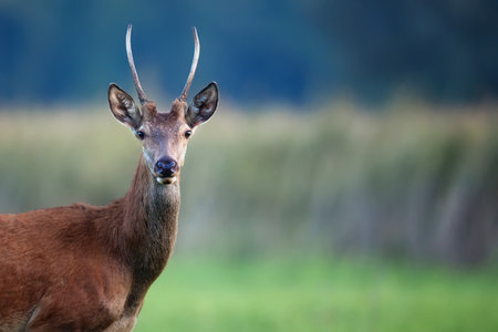 Red deer in the wild, a portraitの写真素材