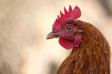 Hen on the farm, a portraitの写真素材