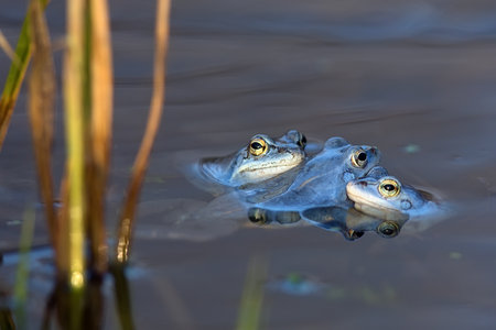 Moor frogs on the lake in the wildの写真素材