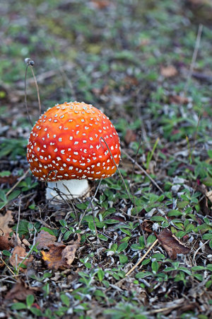 Amanita muscaria in the forestの写真素材