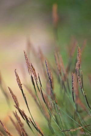 grass in the windの写真素材