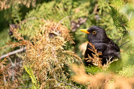 Common Blackbird in the forestの写真素材
