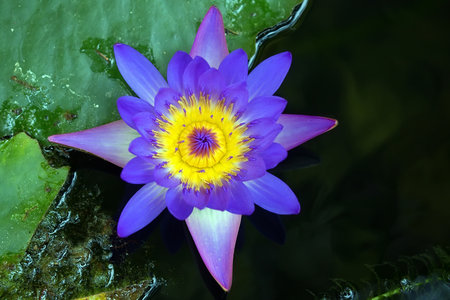 Violet lotus flowerの写真素材