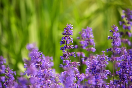 Violet lavenderの写真素材