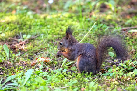 Brown squirrel in the wildの写真素材