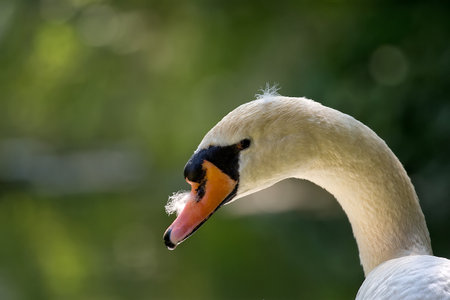 Swan in the wild, portraitの写真素材