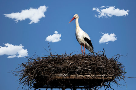 White stork in the nest on a blue skyの写真素材