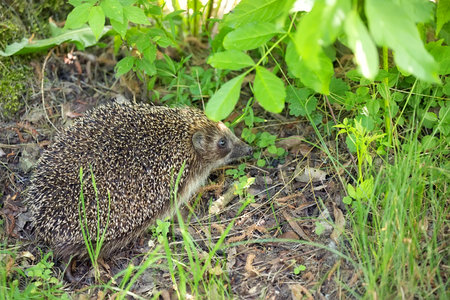 Hedgehog in the forestの写真素材