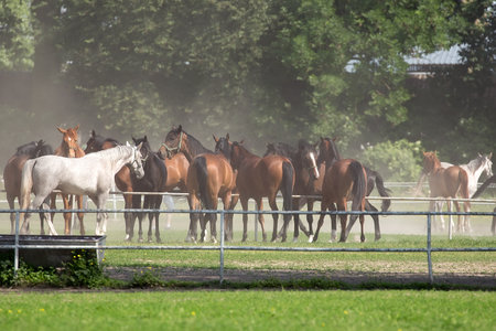 Horses in a clearingの写真素材