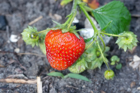 Fresh strawberry on the bushの写真素材