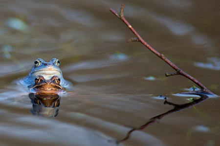 Moor frogs on the lake in the wildの写真素材