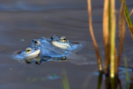 Moor frogs on the lake in the wildの写真素材