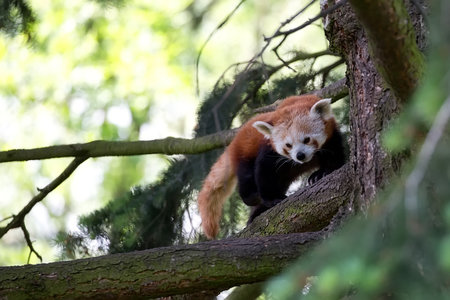 Red panda in the forestの写真素材