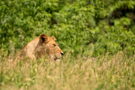 Lioness in a clearing in the wildの写真素材