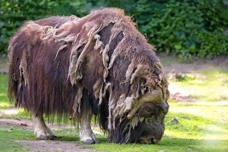 Muskox in the wildの写真素材