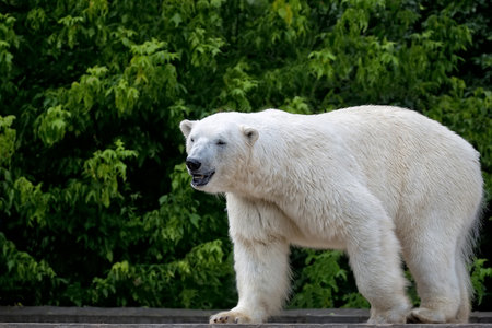 polar bearの写真素材