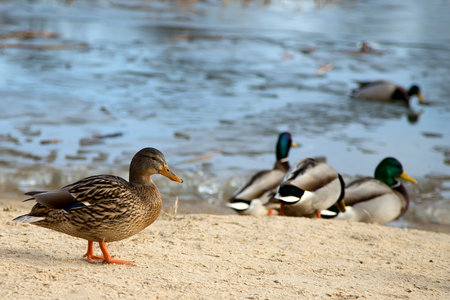 Duck in the wildの写真素材