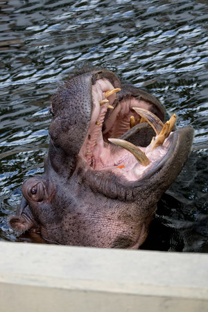 Hippopotamus in the waterの写真素材