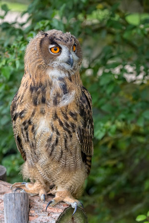 Eagle-owl in the forestの写真素材